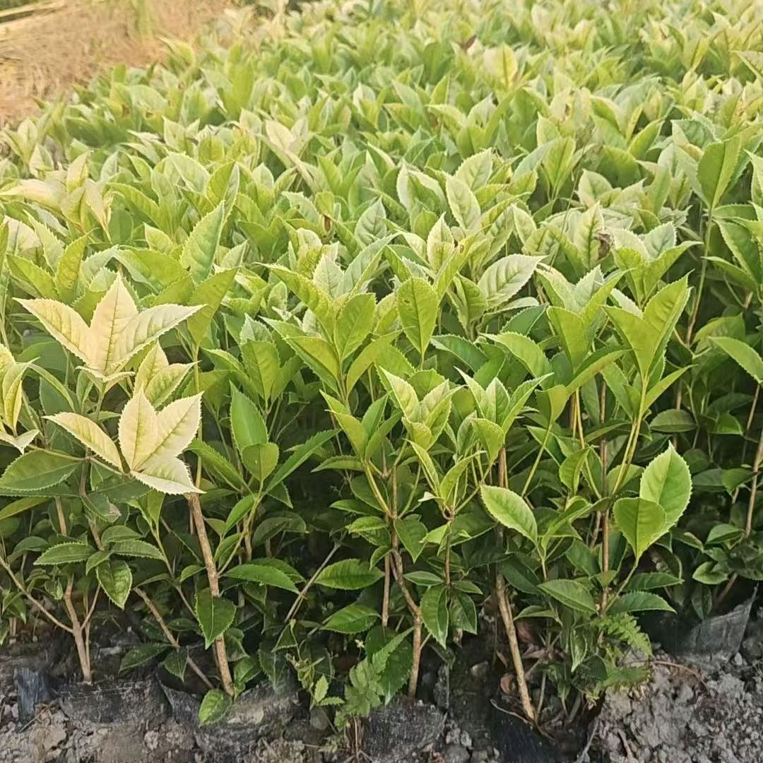 五彩桂花树彩叶桂庭院别墅绿化