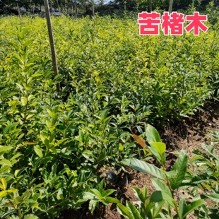 苦楮树苗大树苦栗大叶橡树室外庭院园林乔木四季常绿工程风景树