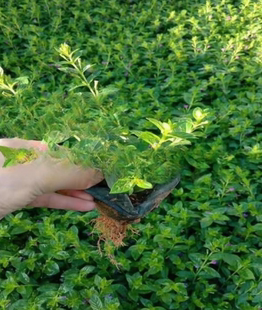 成都基地满天星盆栽花苗巴西牡丹墨西哥鼠尾草花境公园绿化植物