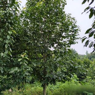 二乔玉兰树苗大树庭院别墅装饰造景浓香型园林绿化工程乔木行道树