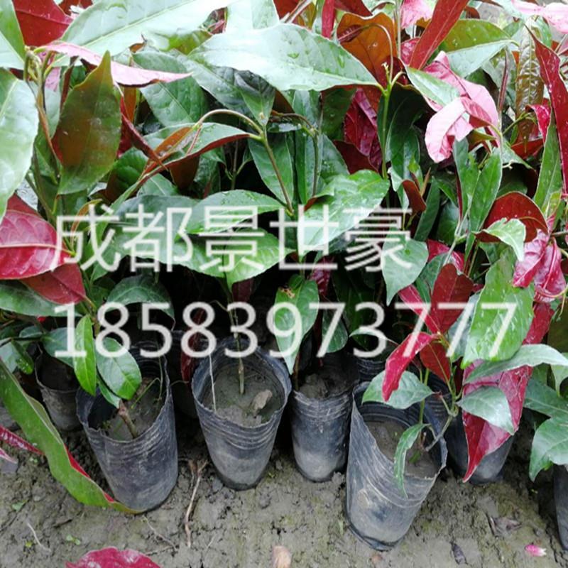 桂花樹苗盆栽銀桂 紅背桂四季桂金桂丹桂 紅葉桂花苗工程花卉綠植