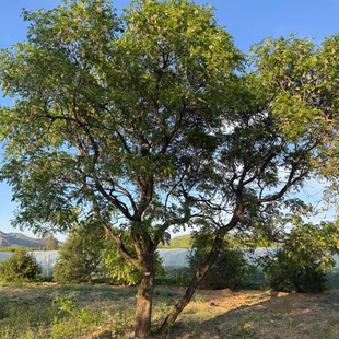 文冠果大树行道装饰风景树园林绿化工程苗木基地直销规格齐全四季