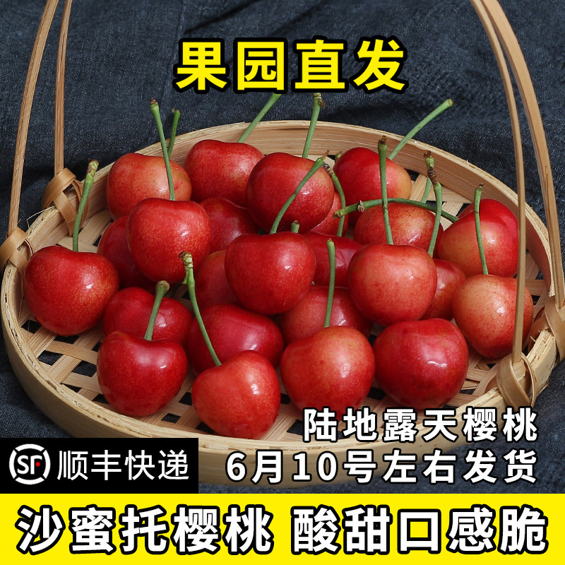 【露天陆地樱桃专享价】大连樱桃萨米脱沙蜜托樱桃沙蜜豆顺丰包邮