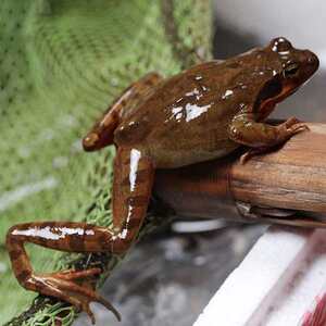 包邮顺丰活林蛙12只【长白山林蛙】雪蛤大母豹满籽满油蛤蟆公狗子