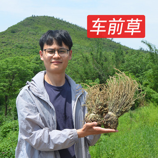 野生车前草干全颗带根深山农家新鲜晒干车钱草泡水车前草24年新货
