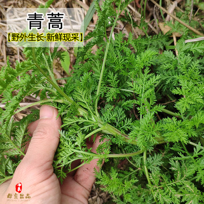 青蒿野外新鲜500克包邮药材青蒿苗 黄蒿 香蒿 苦蒿臭蒿驱蚊泡