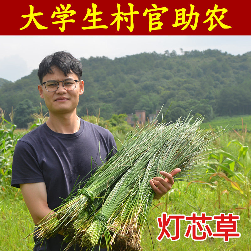 灯心草深山生长无硫煲汤料灯芯花