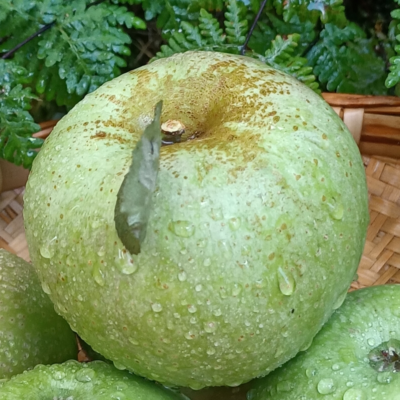 青苹果大凉山青苹果秦冠