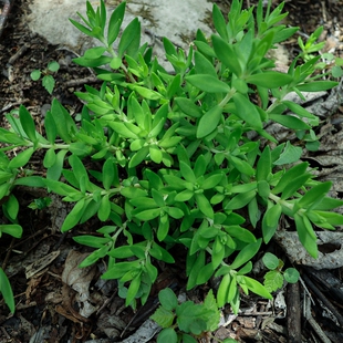 农村垂盆草新鲜泡茶可食用降转氨酶中药材养肝护肝现挖新鲜包活
