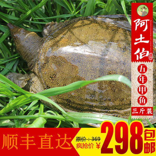 生态甲鱼阿土伯生态老鳖绿色甲鱼