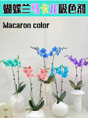 盆栽吸色剂 马卡龙色系 鲜花吸色染料 蝴蝶兰染料染色剂 可立彩