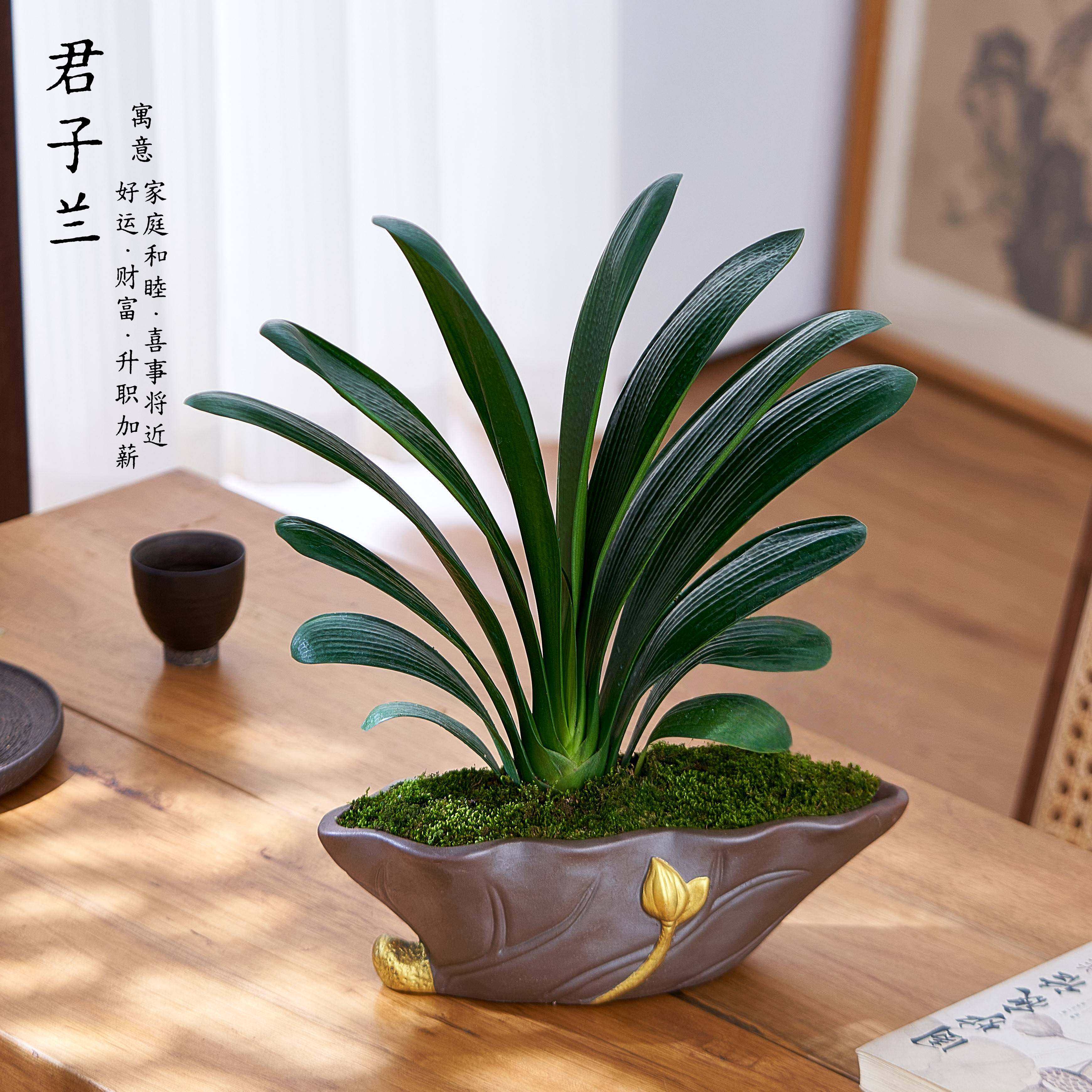 特级大君子兰盆栽办公室内花卉绿植客厅盆景好养送礼装饰四季好养