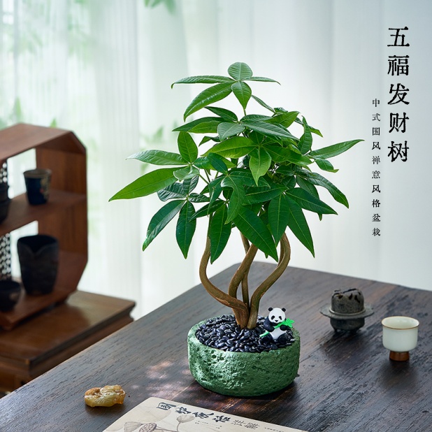 发财树盆栽送礼盆景绿植摆件