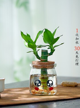文昌竹水培植物富贵竹粗杆绿植