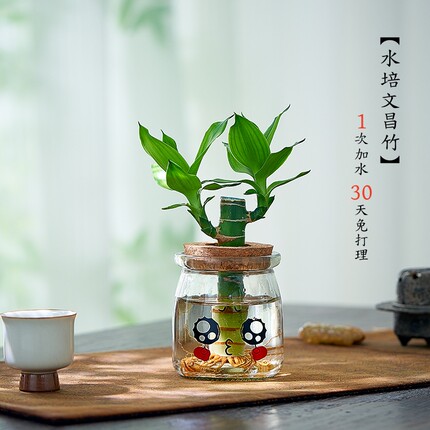 文昌竹水培植物水养富贵竹粗杆招财带根金榜题名书桌绿植盆栽好养