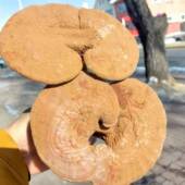 散装 带孢子粉干货大兴安岭有柄仿野生赤灵芝整枝椴木免费切片500g