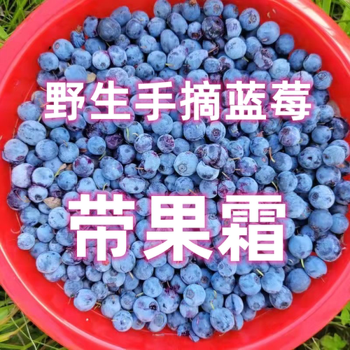 大兴安岭野生手摘蓝莓带果霜后期