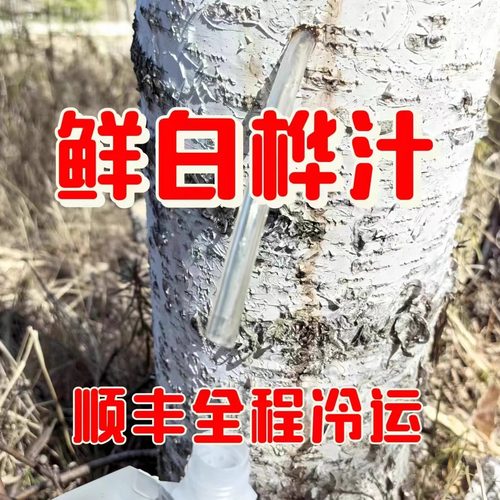野生桦树汁原汁未加工白桦汁天然