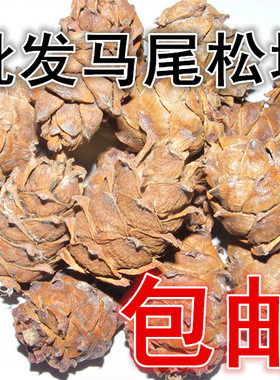 大兴安岭干马尾松树塔原味鼠粮坚果500g晏松有松仁原味产地干松塔