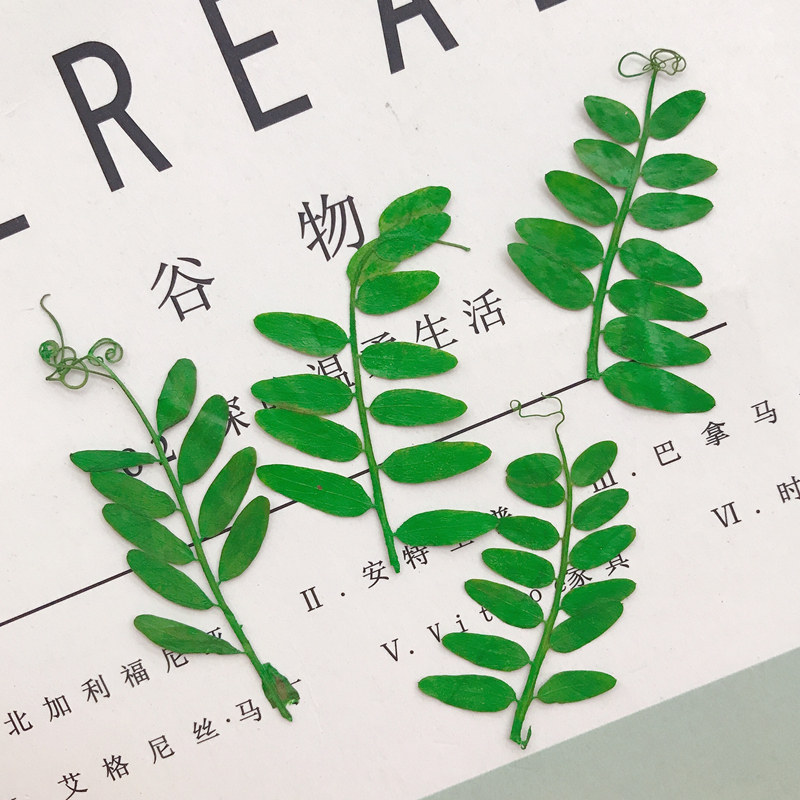 麻豆叶野豆秧押花压花天然干花手机壳植物教学标本手工贴花画材料