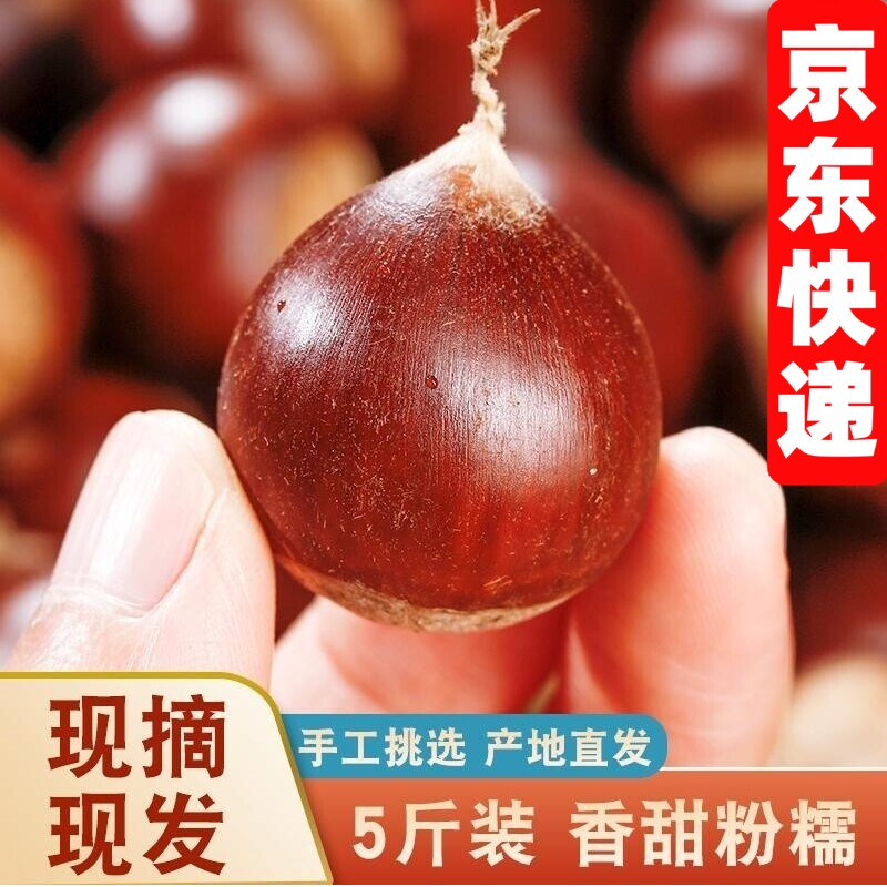 产自福建建瓯高山新鲜生锥栗榛子现摘高山油栗板栗毛栗子2026年