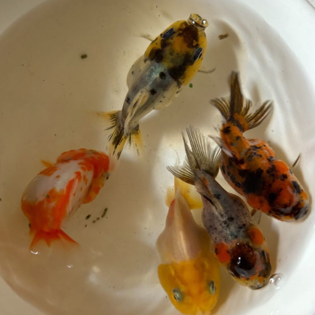 百褶裙泰狮金鱼玉兔亚成短尾金鱼金波菠萝淡水鱼冷水闪麟观赏鱼