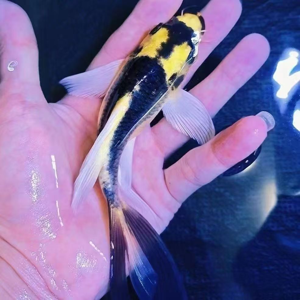 德系玛雅蝴蝶鲤大酋长球体长尾短身锦鲤易养耐活冷淡水观赏金鱼苗