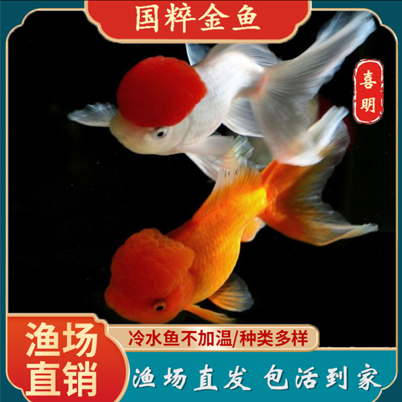 观赏鱼国狮狮子头丹顶红鹤顶红红帽鸿运当头金鱼淡水风水鱼活体鱼