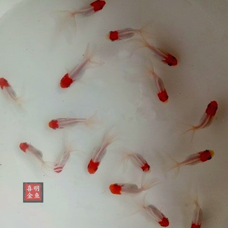 金鱼苗顶红狮子泰狮兰寿虎头鎏金冷水鱼观赏鱼鱼苗活体渔场直供