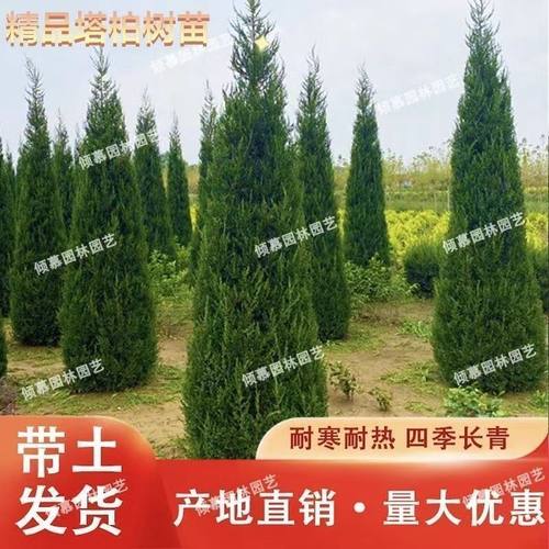 柏树树苗塔柏扁柏松柏侧柏树苗圆柏松树宝塔松龙柏苗绿化四季种植