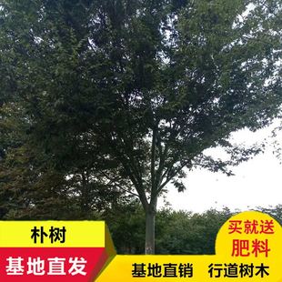 朴树树苗丛生朴树大树拆迁占地苗绿化工程庭院行道树别墅景观树木