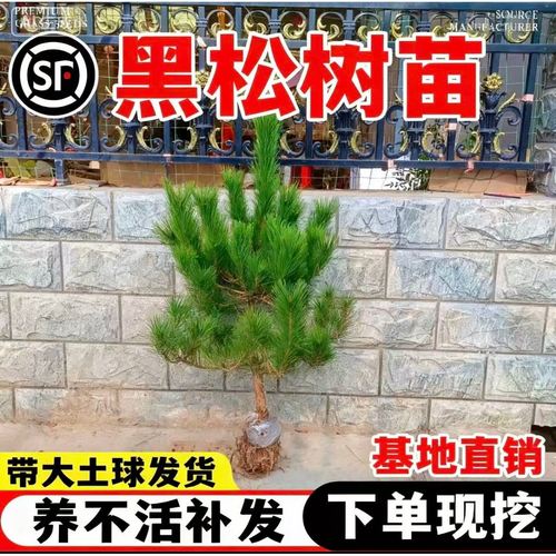 黑松树黑松大树基地直销四季常绿黑松小苗黑松苗黑松床苗松树苗