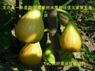 第五季无花果丰产黄无花果苗一年生营养钵苗