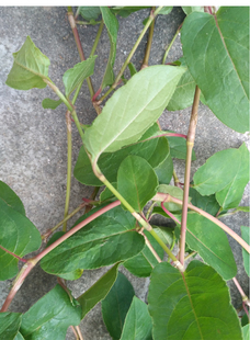 现采新鲜火炭母火炭星火炭母草火炭藤zhi疮骚痒肿痒