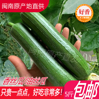 油丝瓜新鲜福建应季蔬菜香丝瓜棒丝瓜肉丝瓜现摘现发3/5斤