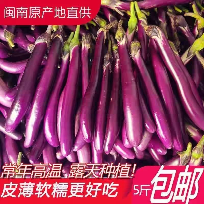 新鲜茄子 线茄子细长小茄子福建农家现摘茄瓜蔬菜1-5斤