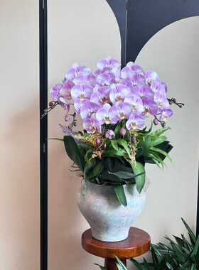 蝴蝶兰盆栽杭州鲜花速递同城花店