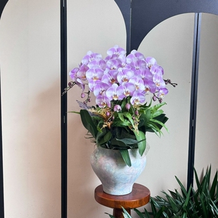 蝴蝶兰盆栽杭州鲜花速递同城花店精品年宵花开业乔迁新年配送上门