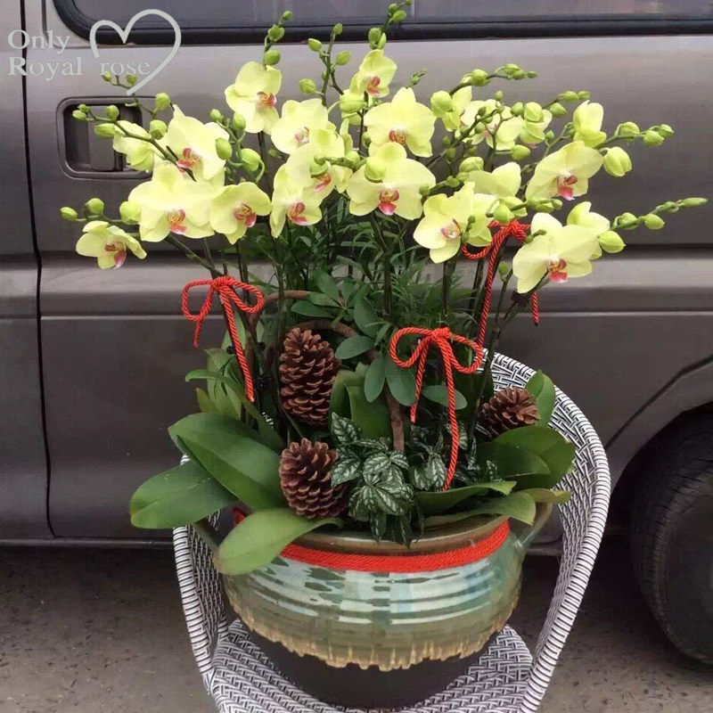 杭州花店蝴蝶兰盆栽办公花卉同城鲜花速递新年宵乔迁长辈生日送花