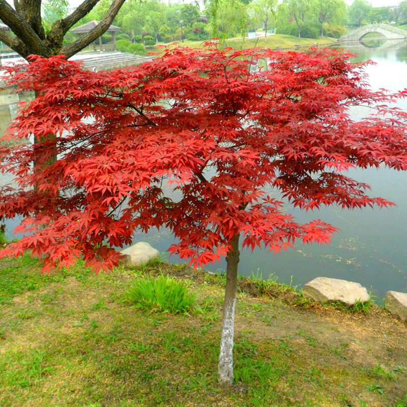 红枫树苗盆栽品种枫日本红枫庭院植物别墅风景树耐寒三季红
