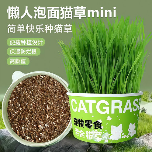 懒人泡面猫草盆栽无土水培