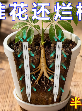 新款盆土通风管通气管透气管防闷根烂根根腐病透气管花盆爆根透明