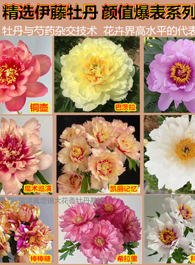 伊藤初心芍药杂交品种花苗重瓣带芽黄色进口裸根铜壶正宗生长势强