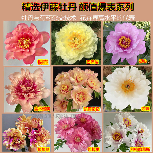 带芽伊藤牡丹裸根芍药正宗铜壶