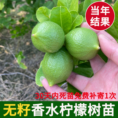【带花果】广东香水柠檬树苗四季结果台湾无籽柠檬树盆栽果树绿植