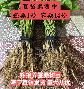 养蚕苗海宁发货 强桑1号桑树活苗 农桑14号正宗嫁接苗 基地直发