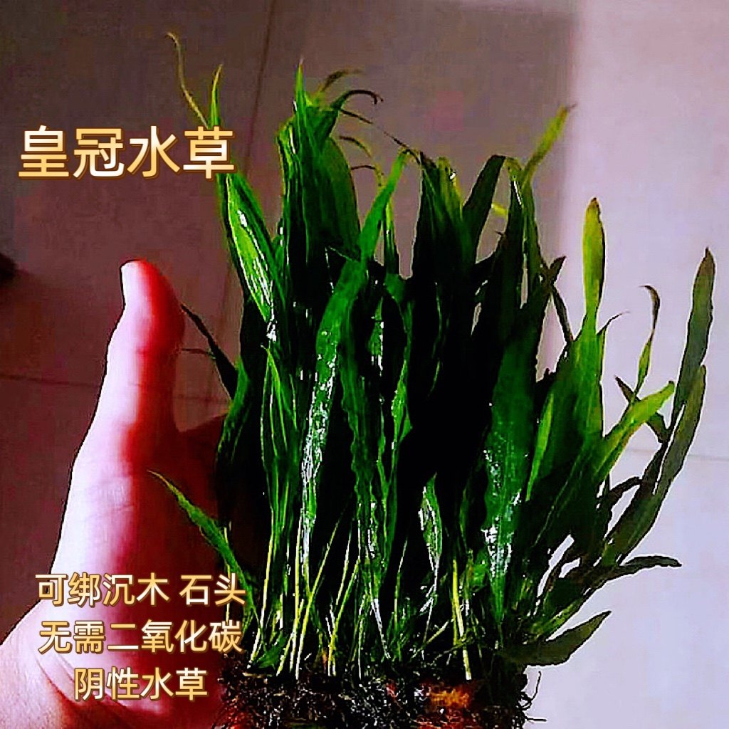 细叶铁水草铁皇冠鹿角铁阴性易养