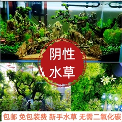 水草套餐阴性好养耐活懒人新手鱼缸造景无需二氧化碳活体植物淡水