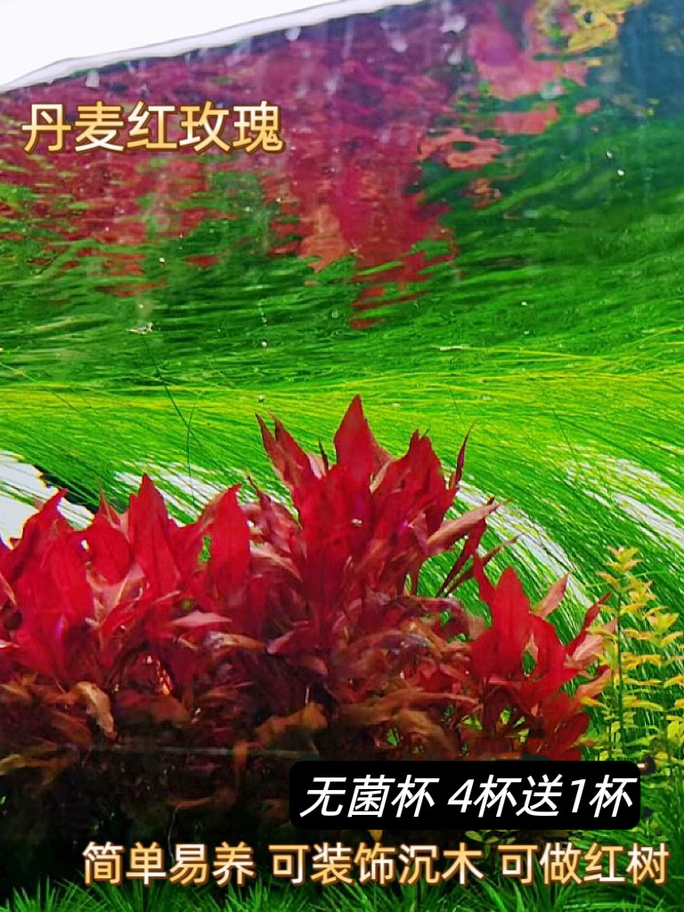 丹麦红玫瑰水下叶无菌杯淡水中景