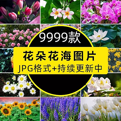 高清花朵花海花田花卉4K手机壁纸图片抖音快手自媒体摄影写生素材